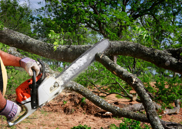 Best Tree Risk Assessment  in Calhoun City, MS